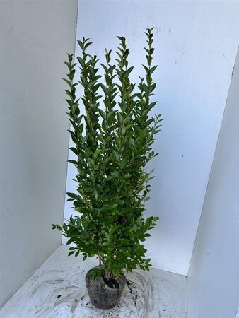 Ligustrum ovalifolium 125-150 cm met kluit - afbeelding 2