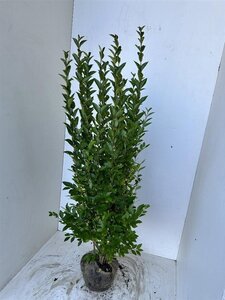 Ligustrum ovalifolium 125-150 cm met kluit - afbeelding 2