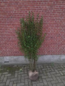Ligustrum ovalifolium 125-150 cm met kluit - afbeelding 7