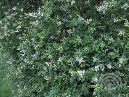 Ligustrum ovalifolium 125-150 cm met kluit - afbeelding 4