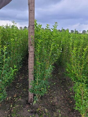 Ligustrum ovalifolium 125-150 cm met kluit struik - afbeelding 3