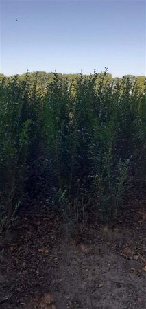 Ligustrum ovalifolium 125-150 cm met kluit struik - afbeelding 2