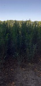 Ligustrum ovalifolium 125-150 cm met kluit struik - afbeelding 2