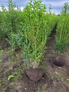 Ligustrum ovalifolium 125-150 cm met kluit struik - afbeelding 4