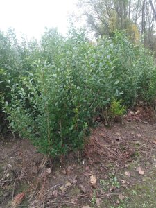 Ligustrum ovalifolium 125-150 cm wortelgoed