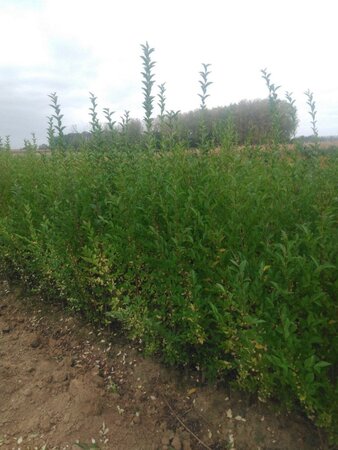 Ligustrum ovalifolium 125-150 cm wortelgoed 3-5 tak struik