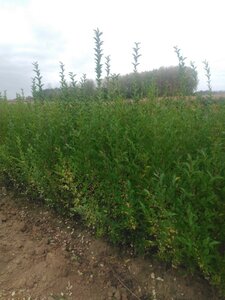 Ligustrum ovalifolium 125-150 cm wortelgoed 3-5 tak struik