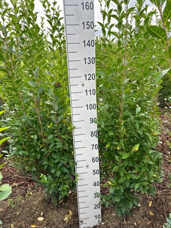 Ligustrum ovalifolium 150-175 cm met kluit - afbeelding 3