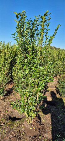 Ligustrum ovalifolium 150-175 cm met kluit - afbeelding 5