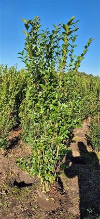 Ligustrum ovalifolium 150-175 cm met kluit - afbeelding 2