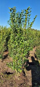 Ligustrum ovalifolium 150-175 cm met kluit - afbeelding 2