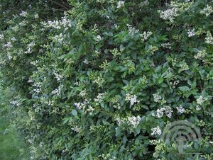 Ligustrum ovalifolium 150-175 cm met kluit - afbeelding 6
