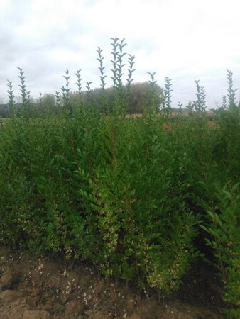 Ligustrum ovalifolium 150-175 cm wortelgoed 3-5 tak struik