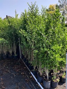 Ligustrum ovalifolium 175-200 cm cont. 10L - afbeelding 2