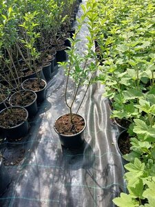 Ligustrum ovalifolium 40-60 cm cont. 2,0L - afbeelding 2