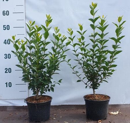 Ligustrum ovalifolium 40-60 cm cont. 2,0L - afbeelding 5