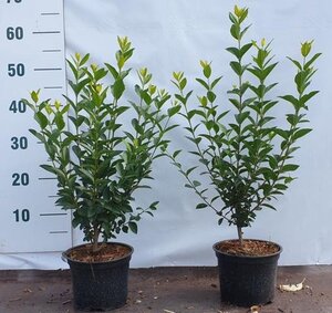 Ligustrum ovalifolium 40-60 cm cont. 2,0L - afbeelding 5