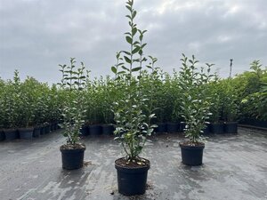 Ligustrum ovalifolium 40-60 cm cont. 2,0L - afbeelding 7