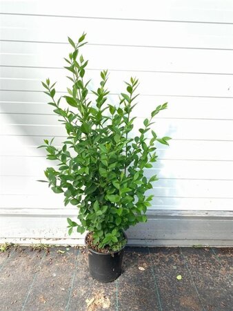 Ligustrum ovalifolium 40-60 cm cont. 2,0L - afbeelding 3