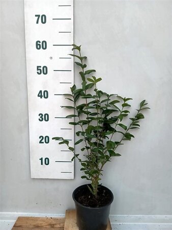 Ligustrum ovalifolium 40-60 cm cont. 2,0L - afbeelding 4