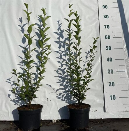 Ligustrum ovalifolium 40-60 cm cont. 2,0L - afbeelding 1