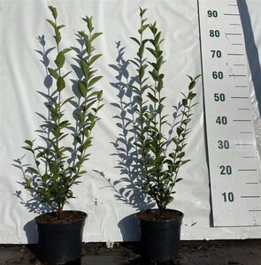 Ligustrum ovalifolium 40-60 cm cont. 2,0L
