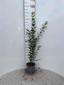 Ligustrum ovalifolium 40-60 cm cont. 2,0L - afbeelding 6