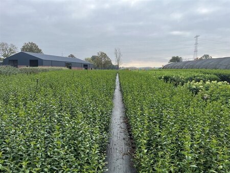 Ligustrum ovalifolium 40-60 cm cont. 2,0L - afbeelding 8