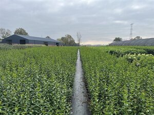 Ligustrum ovalifolium 40-60 cm cont. 2,0L - afbeelding 8