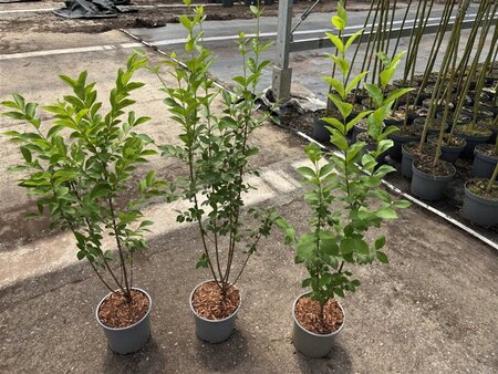 Ligustrum ovalifolium 40-60 cm cont. 3,0L