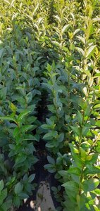 Ligustrum ovalifolium 40-60 cm wortelgoed 1-jarig bewortelde winter