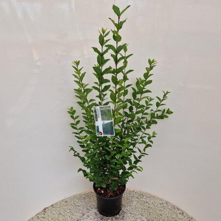 Ligustrum ovalifolium 50-60 cm cont. 4,0L