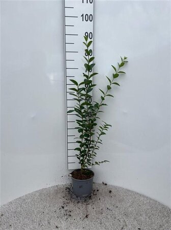 Ligustrum ovalifolium 60-80 cm cont. 2,0L - afbeelding 4
