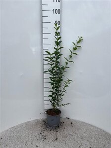 Ligustrum ovalifolium 60-80 cm cont. 2,0L - afbeelding 4