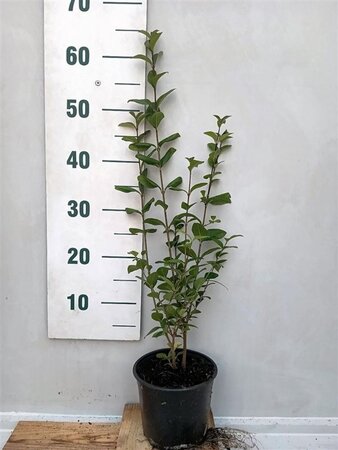 Ligustrum ovalifolium 60-80 cm cont. 2,0L - afbeelding 3