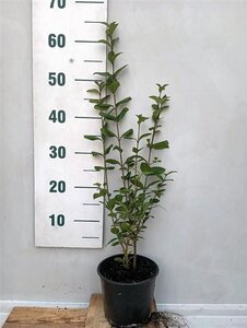 Ligustrum ovalifolium 60-80 cm cont. 2,0L - afbeelding 3