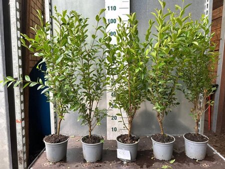 Ligustrum ovalifolium 60-80 cm cont. 2,0L - afbeelding 1