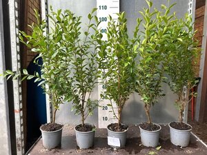 Ligustrum ovalifolium 60-80 cm cont. 2,0L