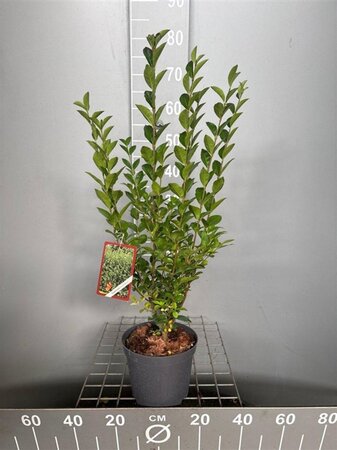 Ligustrum ovalifolium 60-80 cm cont. 3,0L - afbeelding 1