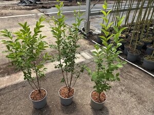 Ligustrum ovalifolium 60-80 cm cont. 3,0L