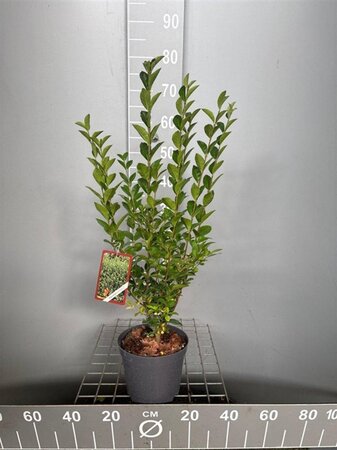Ligustrum ovalifolium 60-80 cm cont. 3,0L - afbeelding 2