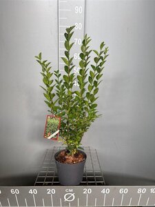 Ligustrum ovalifolium 60-80 cm cont. 3,0L - afbeelding 2