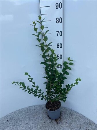 Ligustrum ovalifolium 80-100 cm cont. 2,0L - afbeelding 2