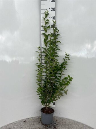 Ligustrum ovalifolium 80-100 cm cont. 2,0L - afbeelding 3