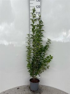 Ligustrum ovalifolium 80-100 cm cont. 2,0L - afbeelding 3
