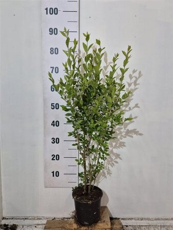 Ligustrum ovalifolium 80-100 cm cont. 2,0L - afbeelding 1