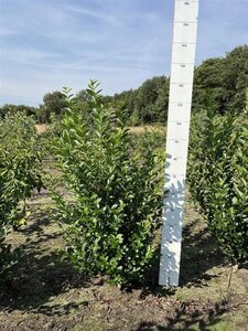 Ligustrum ovalifolium 80-100 cm met kluit - afbeelding 2