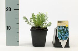 Linum perenne 'Saphir' geen maat specificatie 0,55L/P9cm