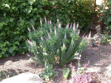 Linaria purpurea geen maat specificatie 0,55L/P9cm - afbeelding 1