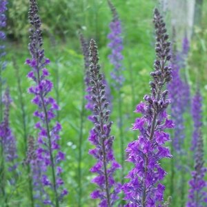 Linaria purpurea geen maat specificatie 0,55L/P9cm - afbeelding 6